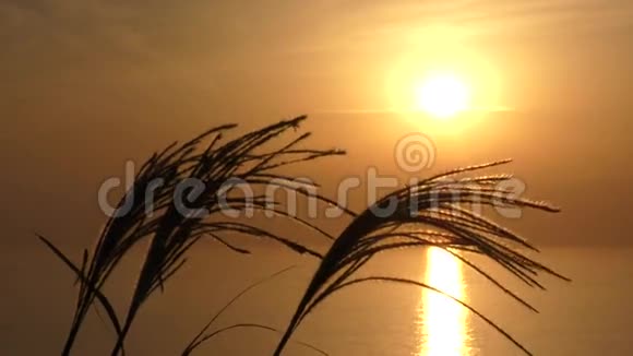 苏苏基和下沉的太阳视频的预览图