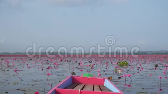 在红莲花中骑着木制的长尾船泰国ThaleNoi水禽保护区湖前景视频的预览图