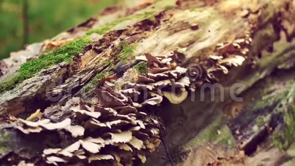 森林里一棵干树上的许多小蘑菇野生大自然视频的预览图