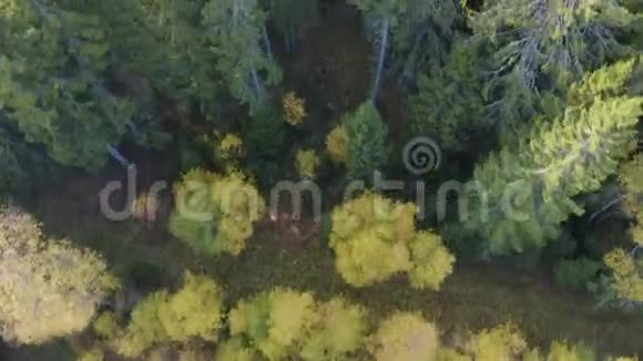 飞翔在五彩缤纷的秋林之上视频的预览图