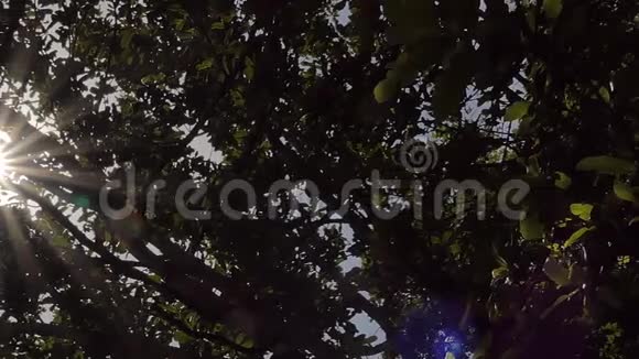 阳光冲破树木视频的预览图