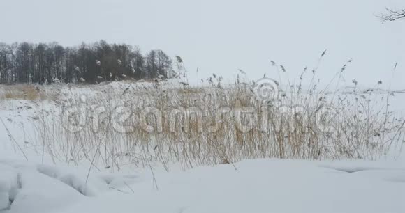 积雪的冬季景观视频的预览图