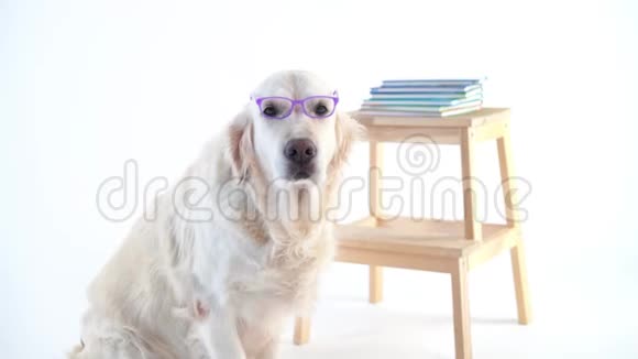 回到学校有趣的视频漂亮的狗戴着眼镜摆在工作室的白色背景视频的预览图
