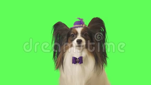 戴着羽毛和蝴蝶结的紫色帽子的漂亮狗狗帕皮隆正在看绿色背景的镜头视频视频的预览图