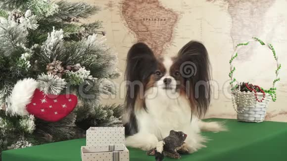 帕皮龙狗正在玩捐赠玩具附近的新年树股票录像视频视频的预览图