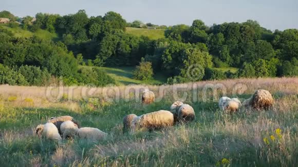 一小群羊在森林附近一个风景如画的地方放牧视频的预览图
