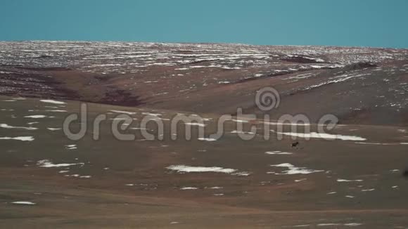 山羊野羊在雪山上Saylyugemsky国家公园长期射击视频的预览图