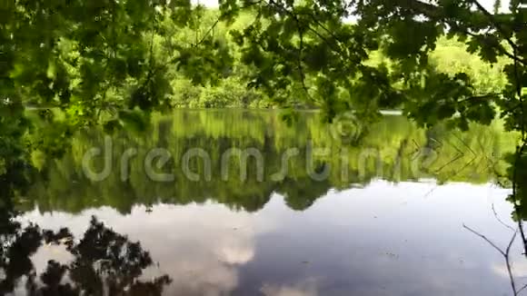 在莫伊兰湖畔透过橡树眺望彼岸视频的预览图