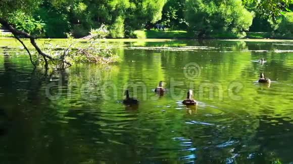 在美丽的城市公园池塘里鸭子慢动作着视频的预览图