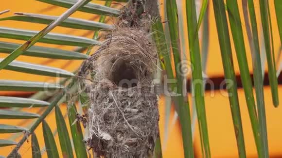 橄榄黑太阳鸟颈静脉影院鸟巢视频的预览图