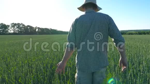 跟随着无法辨认的年轻农民走过谷田在夏日触摸绿色的麦穗视频的预览图