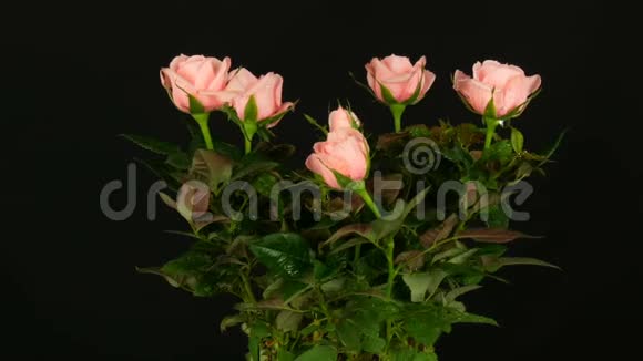 美丽的嫩的鲜嫩的盛开的粉红色的玫瑰花蕾在花盆里滴着水滴轻风吹着黑色视频的预览图