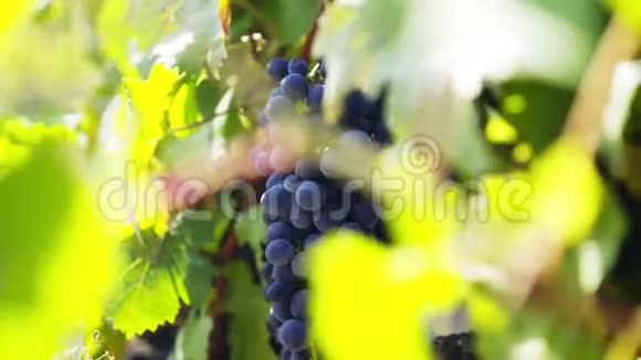 葡萄树上成熟的葡萄视频的预览图