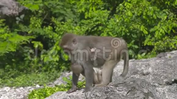 在绿林丛林里把猴妈妈和小宝宝关起来自然保护区有幼仔的猴子家族野野野视频的预览图