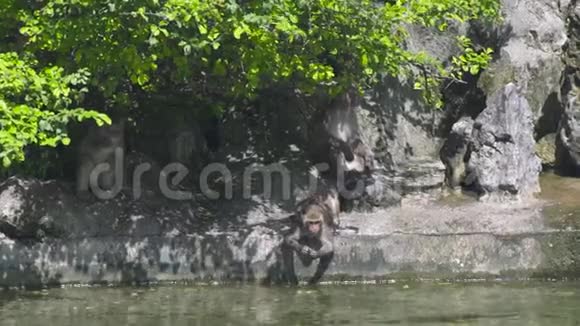 猴子在池塘水附近放松吃饲料猴子栖息在湖岸的动物苗圃里野生动物和视频的预览图