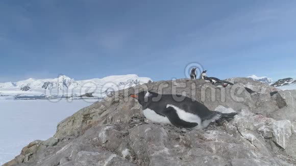南极洲企鹅休息在巢静静射视频的预览图