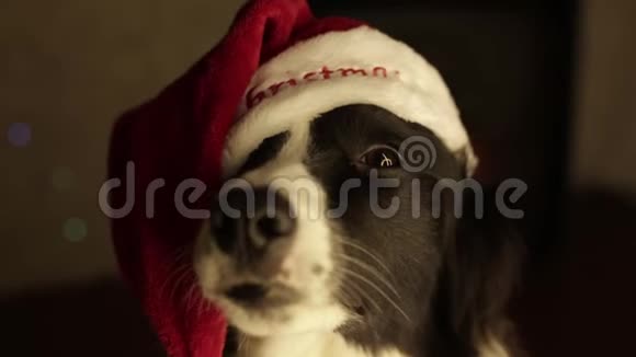 有趣的狗边界拼贴红色圣诞帽新年背景壁炉灯光白色视频的预览图