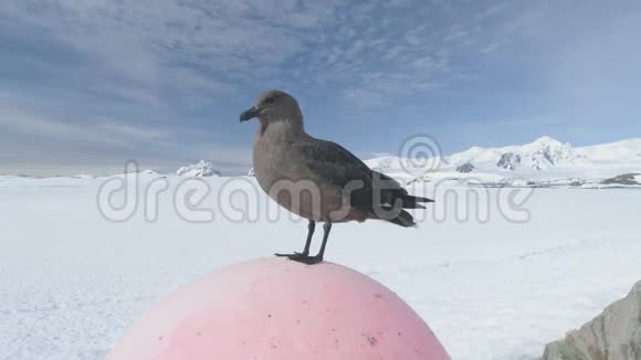 冬季雪景特写北极鸟视频的预览图