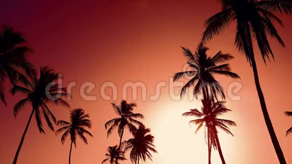 天空中的红色黎明神奇的棕榈树和黄色的太阳视频的预览图