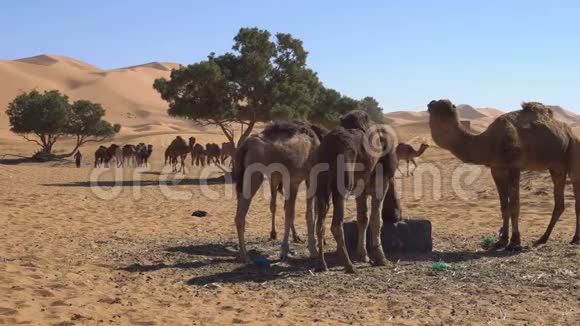 骆驼从干草中吃小麦在沙漠中咀嚼背景是沙丘视频的预览图