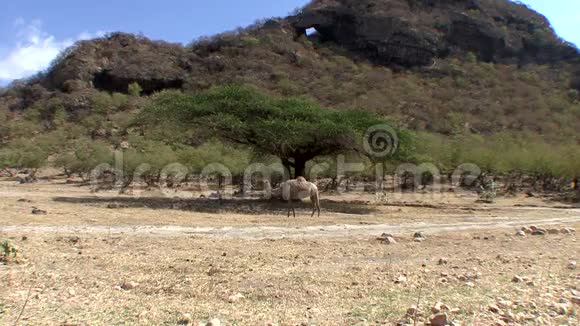 骆驼在树旁觅食视频的预览图