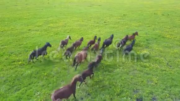 从高处在绿色草地上奔跑的马群视频的预览图
