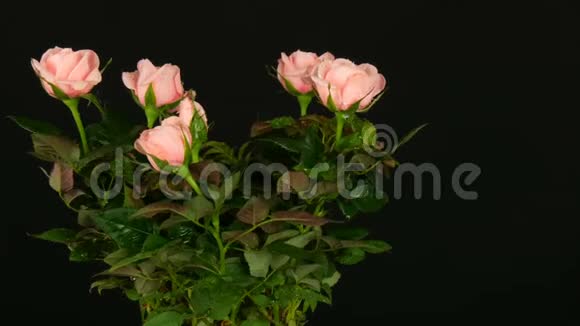 美丽的嫩的鲜嫩的盛开的粉红色的玫瑰花蕾在花盆里滴着水滴轻风吹着黑色视频的预览图