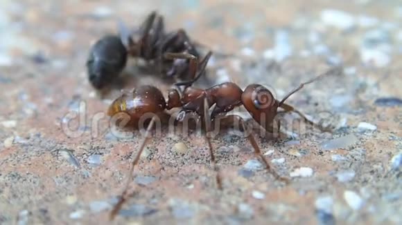一只试图杀死亚马逊蚂蚁的蚂蚁视频的预览图