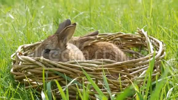 一只每周刚出生的可爱的小毛茸茸的小兔子夏天或春天放在绿草柳条篮子里视频的预览图