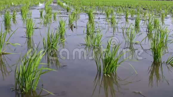4K水稻作物和水农景观自然农田背景视频的预览图