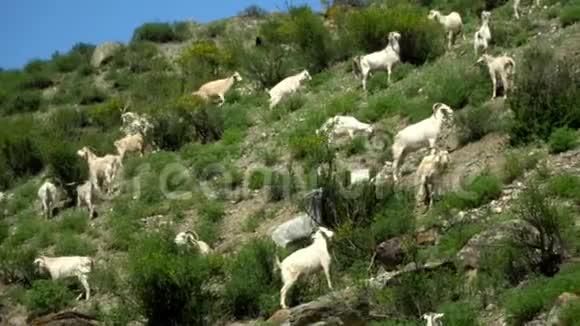 山羊在绿草上牛的牧场山地景观视频的预览图