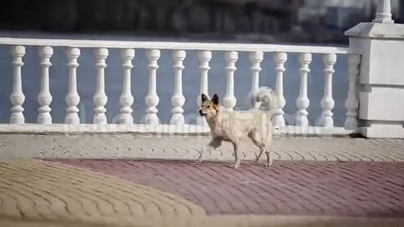 狗在城市街道上奔跑视频的预览图