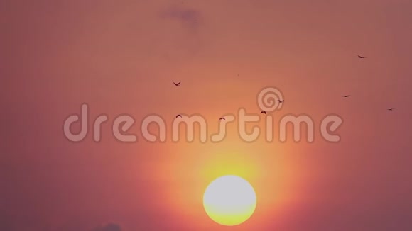 一群鸟在日出时以粉红色的天空为背景飞翔视频的预览图