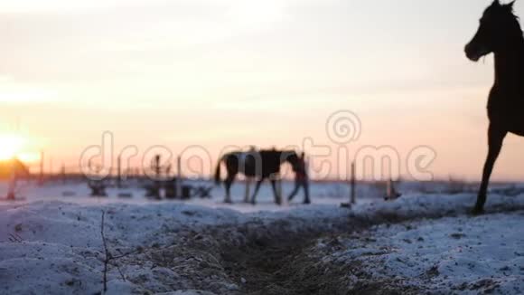 马与骑手在空中骑行冬天在街道上对抗美丽的日落特写美丽的马视频的预览图