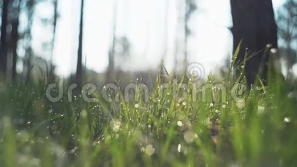 露水滴在明亮的绿色草地上有太阳耀斑美丽的水滴落在绿草上太阳射线视频的预览图