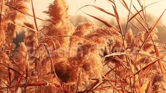 干燥芦苇在风中发展的背景视频的预览图