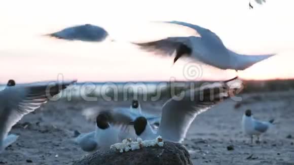 傍晚时分海鸥在海面上的一块岩石上啄食面包饥饿的海鸟海鸥吃面包视频的预览图