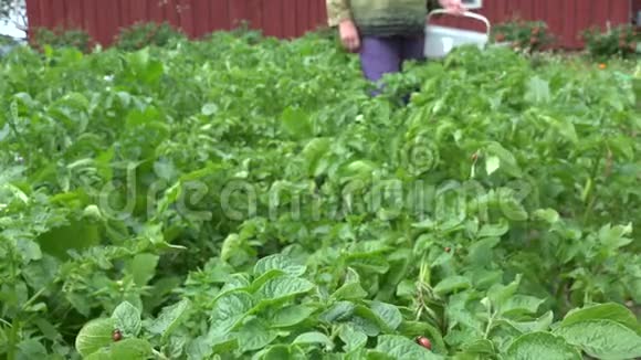 科罗拉多甲虫幼虫吃马铃薯植物农民妇女工作4K视频的预览图