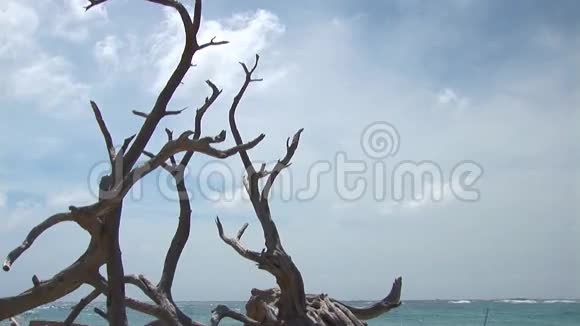 海滩上的老树视频的预览图