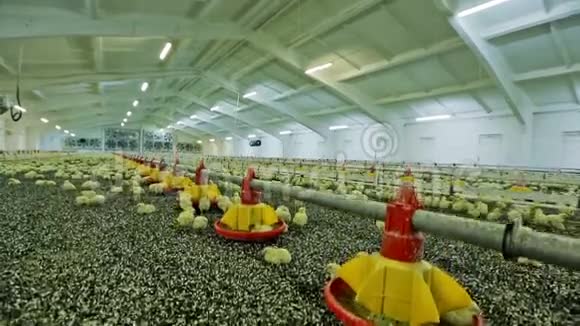 现代养鸡场视频的预览图