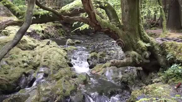 流经爱尔兰岩石的小河视频的预览图