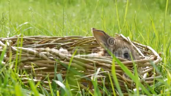 一只每周刚出生的可爱的小毛茸茸的小兔子夏天或春天放在绿草柳条篮子里视频的预览图