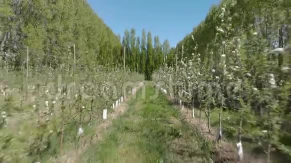 山谷里农场上的一排排苹果或梨树视频的预览图