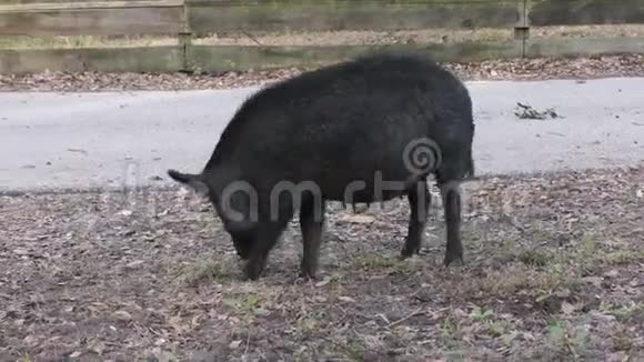 佛罗里达公园野猪母食视频的预览图