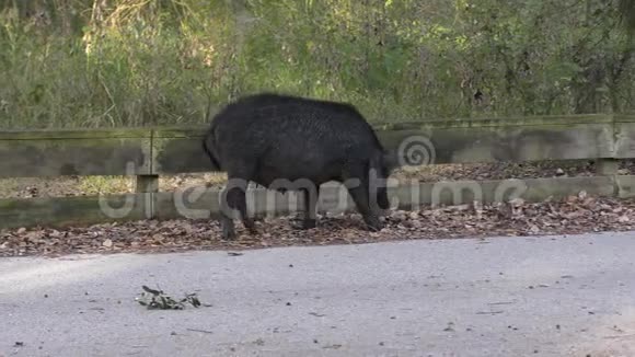 佛罗里达公园野猪母食视频的预览图