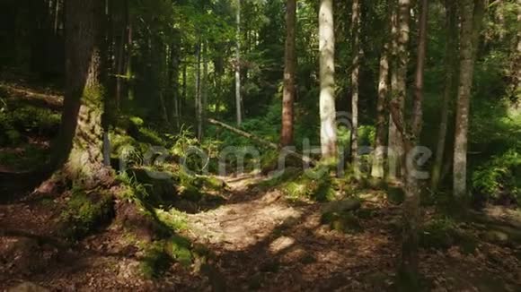 神秘的早晨森林倒下的树上长满了苔藓美丽的光影游戏POV视频视频的预览图