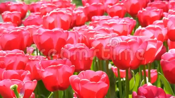 清新美丽的大饱和粉红色郁金香在春天的花园里盛开春天盛开的装饰郁金香花视频的预览图