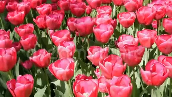 清新美丽的大饱和粉红色郁金香在春天的花园里盛开春天盛开的装饰郁金香花视频的预览图