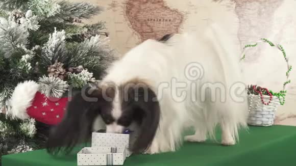 帕皮龙狗从圣诞树旁的礼品盒里拿出鞋子录像显示视频的预览图