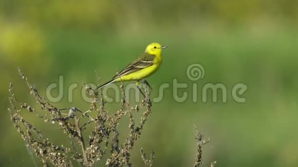 黄色的鸟黄色的摇尾巴坐在干燥的灌木上夏日阳光明媚的早晨视频的预览图